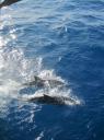 IMG_0360-550
