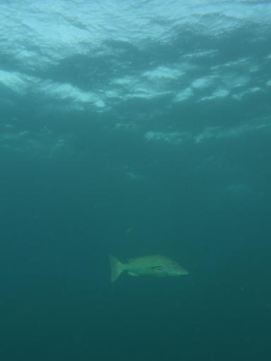 P1300466