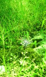IMG_20150429_160008