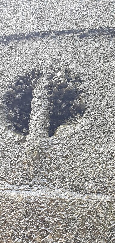 Dag 16. Ver plassen