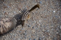 Een nieuwsgierige chipmunk😉