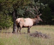 Wapiti
