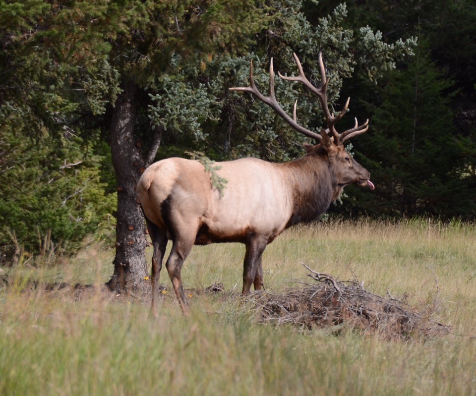 Wapiti
