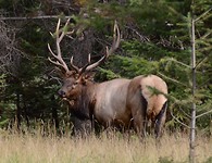 Onze ‘eerste’ wapiti !
