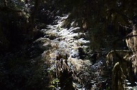 Rainforest wandeling