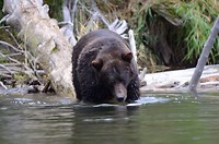 Onze eerste grizzly vanop de raft 🐻