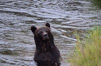 Mannetjes grizzly vanop het uitkijkplatform en vrij dichtbij