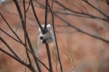 Onze eigen 'fop'koala
