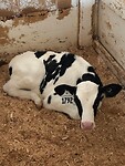Baby Holstein