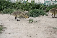 Tijgersluipgang