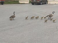 De familie Canadian Gees