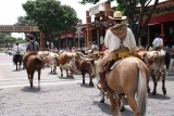Cattle drive