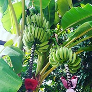 Pisang