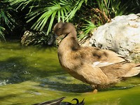Monaco heeft zelfs wild life!