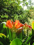 Saint Martin Gardens