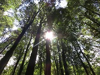 Het zonnetje probeert door de bomen door te breken