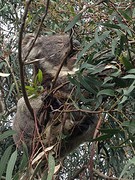koala GOR