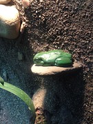 kikker zoo