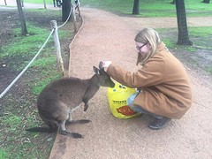 Walibi healesville centurary