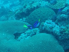 Finding Dory