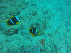 Nemo
