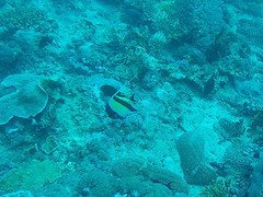 Gill