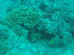 Scorpionfish