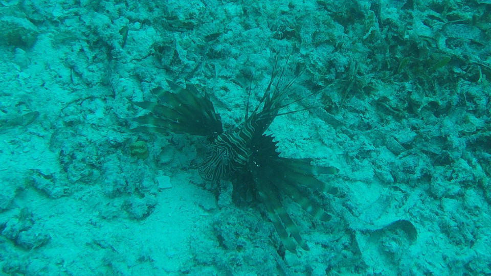 Lionfish