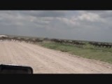 De eerste tekenen van de great migration