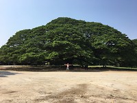 IMG_6630