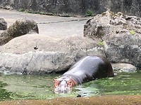 IMG_2418