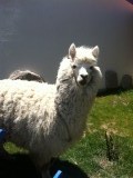 Alpaca's los in de tuin