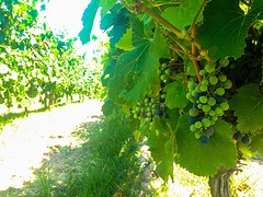 Mendoza - Trapiche