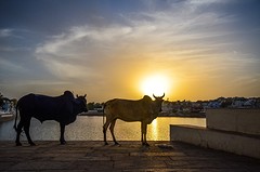 Holy cows - Pushkar