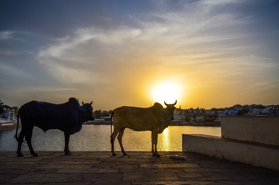 Holy cows - Pushkar