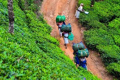 Thee plantage - Munnar
