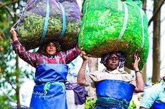 Thee plantage - Munnar