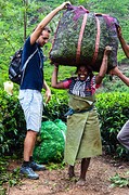 Thee plantage met een zak thee bladeren van 15kg!!  - Munnar