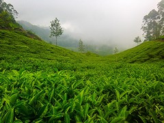 Thee plantage - Munnar