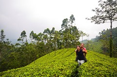 Thee plantage - Munnar