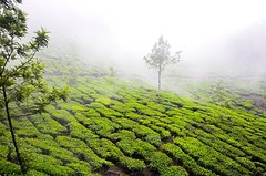 Thee plantage - Munnar