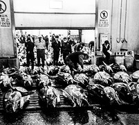 Tonijn veiling - Tsukiji fish market