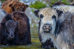 Yaks