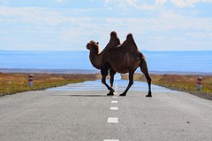 Gobi desert