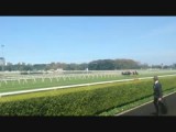 Horse race randwick- Sydney