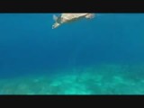 Schildpadden Gili Trawangan