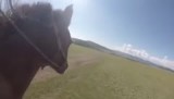 Racen op het Mongoolse paard!