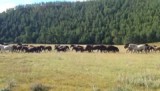 Wilde paarden