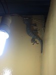 IMG_3138