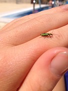 een stukje fauna bij het zwembad